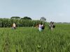 Babinsa Majenang Turun ke Sawah, Pastikan Padi IR 32 Terawat Optimal