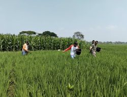 Babinsa Majenang Turun ke Sawah, Pastikan Padi IR 32 Terawat Optimal