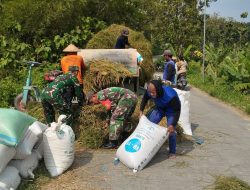 Panen Padi di Gesi Jadi Ajang Babinsa Serap Cerita Petani