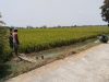 Babinsa Ngrampal Turun ke Sawah, Ketahanan Pangan Dimulai dari Dekat dengan Petani