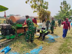 Dari Sawah Ngarum, Babinsa Ngrampal Perkuat Kedekatan dengan Petani, Ketahanan Pangan Jadi Perhatian