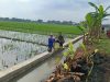 Babinsa Tangen Turun ke Sawah, Perjuangkan Semangat Petani Demi Panen Optimal dan Harga Gabah Menguntungkan