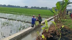 Babinsa Tangen Turun ke Sawah, Perjuangkan Semangat Petani Demi Panen Optimal dan Harga Gabah Menguntungkan