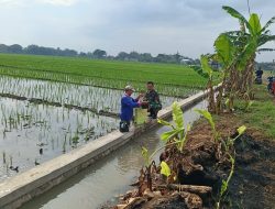 Babinsa Tangen Turun ke Sawah, Perjuangkan Semangat Petani Demi Panen Optimal dan Harga Gabah Menguntungkan