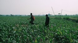  Hama Ulat Ancam Jagung Petani, Babinsa Jenalas Langsung Turun Tangan!