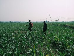  Hama Ulat Ancam Jagung Petani, Babinsa Jenalas Langsung Turun Tangan!