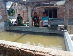 Bidik Potensi Ekonomi Desa, Babinsa Plupuh Pantau Langsung Budidaya Perikanan Warga