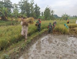Babinsa Gesi Ikut Panen Padi, Cek Hasil Gabah Sekaligus Suntik Semangat Petani