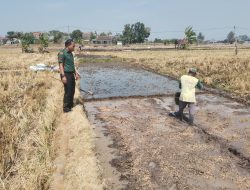 Dari Persemaian, Babinsa Ngembat Padas Ikut Mengawal Harapan Panen Petani