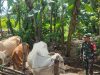 Kopda Vepri Sisir Peternakan Warga, Kondisi Sapi di Ngepringan Jadi Perhatian