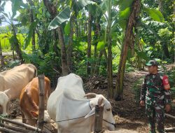 Kopda Vepri Sisir Peternakan Warga, Kondisi Sapi di Ngepringan Jadi Perhatian
