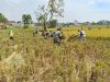 Dari Sawah Karangjati, Babinsa Kalijambe Perkuat Langkah Menuju Swasembada Pangan