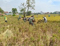 Dari Sawah Karangjati, Babinsa Kalijambe Perkuat Langkah Menuju Swasembada Pangan
