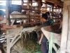 Babinsa Gemolong Dorong Peternak Kambing Naik Kelas, Usaha Ternak Jadi Peluang Dongkrak Ekonomi Warga