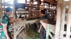 Babinsa Gemolong Dorong Peternak Kambing Naik Kelas, Usaha Ternak Jadi Peluang Dongkrak Ekonomi Warga