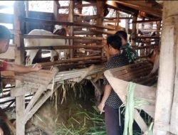 Babinsa Gemolong Dorong Peternak Kambing Naik Kelas, Usaha Ternak Jadi Peluang Dongkrak Ekonomi Warga