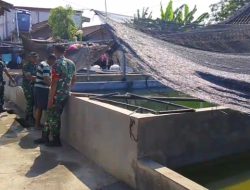Babinsa Plupuh Ingatkan Peternak Lele, Jangan Gunakan Bangkai Ayam Jadi Pakan