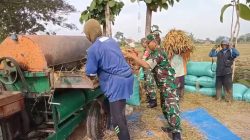 Babinsa Kroyo Turun ke Sawah, Dampingi Petani Panen Padi