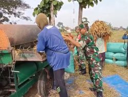 Babinsa Kroyo Turun ke Sawah, Dampingi Petani Panen Padi