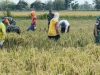 Babinsa Karangmalang Turun ke Sawah, Petani Berharap Harga Gabah Tak Dipermainkan Tengkulak