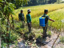 Turun ke Sawah, Babinsa Jekawal Dampingi Petani Rawat Lahan