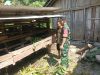 Cegah Bau dan Keluhan Warga, Babinsa Galeh Ingatkan Peternak Kambing Jaga Kebersihan Kandang