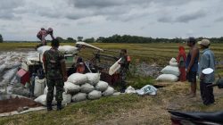 Menggema di Sragen! Aksi Nyata Koptu Agus Dwi dan Koramil Gesi Kawal Panen Raya Petani