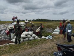 Menggema di Sragen! Aksi Nyata Koptu Agus Dwi dan Koramil Gesi Kawal Panen Raya Petani