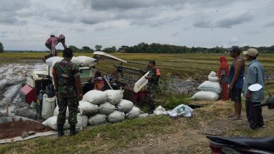 Menggema di Sragen! Aksi Nyata Koptu Agus Dwi dan Koramil Gesi Kawal Panen Raya Petani