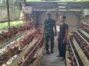  Produksi Telur Ayam Peternak Jenar Tembus 85 Persen, Babinsa Turun Pastikan Usaha Tetap Produktif