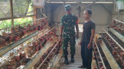  Produksi Telur Ayam Peternak Jenar Tembus 85 Persen, Babinsa Turun Pastikan Usaha Tetap Produktif