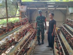  Produksi Telur Ayam Peternak Jenar Tembus 85 Persen, Babinsa Turun Pastikan Usaha Tetap Produktif