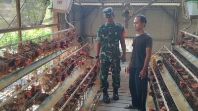 Produksi Telur Ayam Peternak Jenar Tembus 85 Persen, Babinsa Turun Pastikan Usaha Tetap Produktif