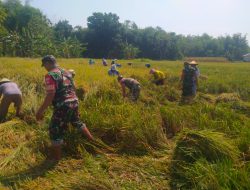 Aksi Nyata Ketahanan Pangan, Babinsa Kalijambe Rela Berkubang Lumpur Bantu Petani Ngebung Panen Padi