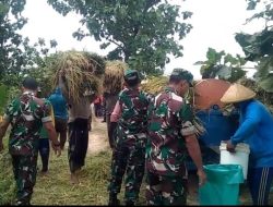 Babinsa Plumbungan Kawal Panen MT III, Berkah Petani yang Mengubah Jerih Payah Menjadi Senyuman