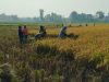 Babinsa Perkuat Jiwa Gotong Royong di Tengah Sawah