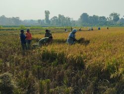 Babinsa Perkuat Jiwa Gotong Royong di Tengah Sawah
