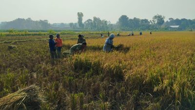Babinsa Perkuat Jiwa Gotong Royong di Tengah Sawah