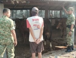 Sapi Sehat Pemilik Sumringah: Detik-detik Babinsa Karangmalang “Gerebek” Kandang Sugiman
