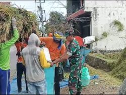 Panen Padi Melimpah dan Harga Gabah Tinggi, Petani Plumbungan Sukacita Didampingi Babinsa