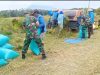 Dampingi Petani Panen Padi di Karangmalang, Babinsa Karangmalang Tegaskan Komitmen Swasembada Pangan