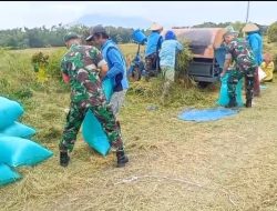 Dampingi Petani Panen Padi di Karangmalang, Babinsa Karangmalang Tegaskan Komitmen Swasembada Pangan
