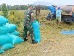Panen Padi di Guworejo Jadi Momentum, Babinsa Karangmalang Perkuat Sinergi dengan Petani