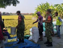 Babinsa Kalijambe Sisir Sawah Saat Panen, Harga Gabah Petani Donoyudan di Kisaran Rp7.600–Rp8.300 per Kg