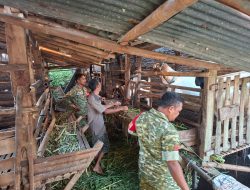 Dari Kandang Kambing, Babinsa Peleman Perkuat Kedekatan dengan Peternak Desa